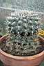 GYMNOCALYCIUM GIBBOSUM.jpg